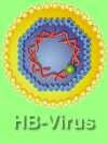HB-Virus
