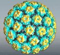 Papillomavirus