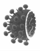 Masernvirus
